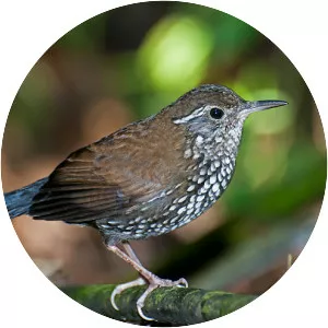 Sharp-tailed streamcreeper