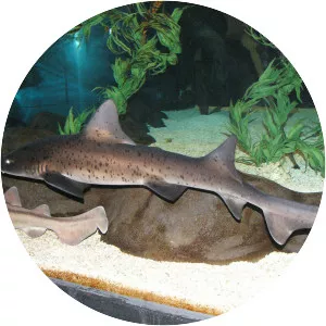 Sharptooth houndshark - Sharks
