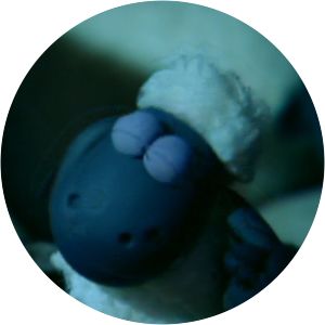 Shaun the Sheep Sheepwalking