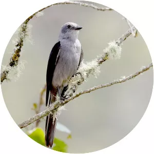 Shear-tailed grey tyrant