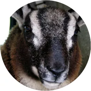 Sheep–goat hybrid
