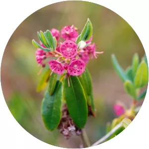 Sheep laurel