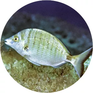 Sheephead bream - Fish