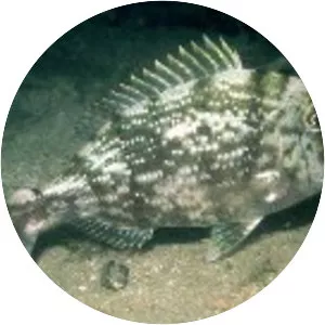 Sheepshead porgy