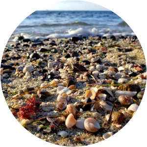 Shell Beach, La Jolla - 