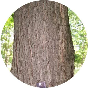 Shellbark hickory
