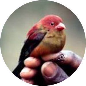 Shelley's crimsonwing - Birds