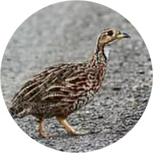 Shelley's francolin