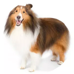 Sheltie