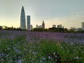 Shenzhen Bay Park