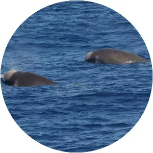 Shepherd's beaked whale