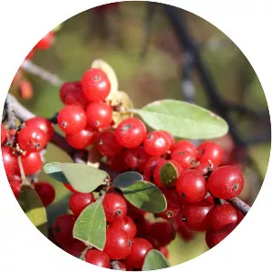 Shepherdia canadensis - Plants