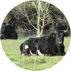 Shetland cattle