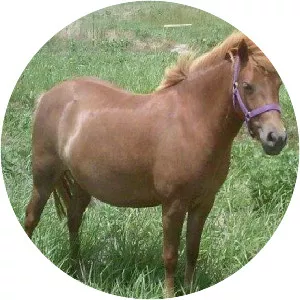 Shetland pony