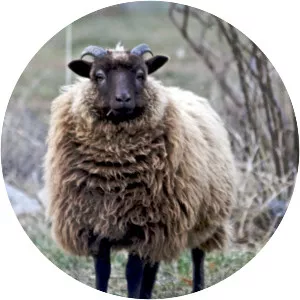 Shetland sheep - Sheep breed
