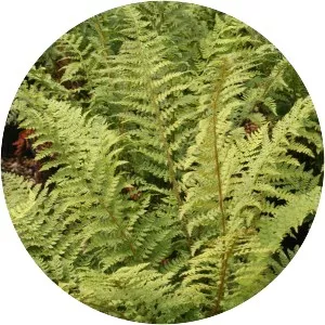 Shield ferns - Plants