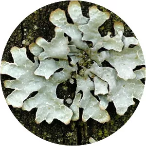 Shield lichen
