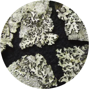 Shield lichens