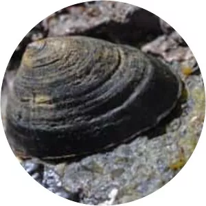 Shield limpet