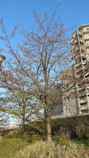 Shimosueyoshi Park - Park in Yokohama, Japan