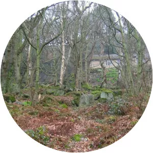 Shining Cliff Woods, Derbyshire - 