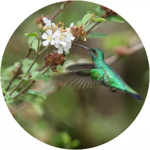 Shining-green hummingbird - Bird