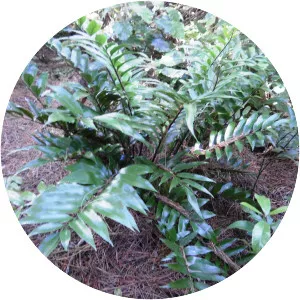 Shining spleenwort - 