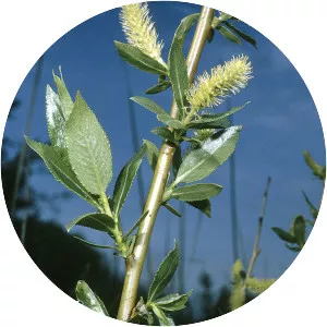 Shining willow (Parlak Söğüt)