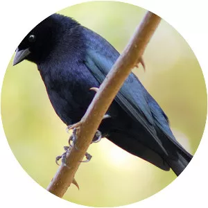 Shiny cowbird