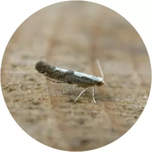 Shiny headstand moths