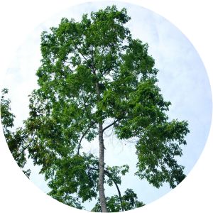 Shorea wangtianshuea