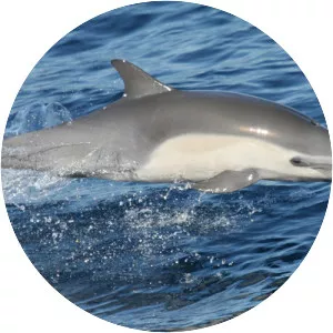 Short-beaked common dolphin