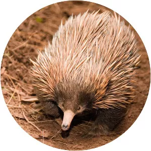 Short-beaked echidna