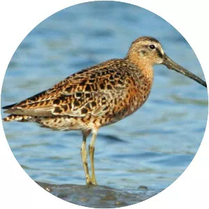 Short-billed dowitcher - Bird