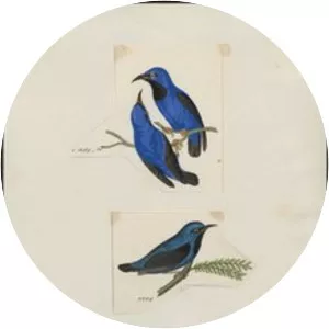 Short-billed honeycreeper - Bird