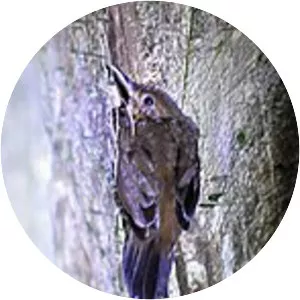 Short-billed leaftosser