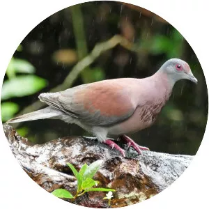 Short-billed pigeon - Bird
