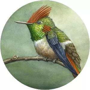 Short-crested coquette - Bird