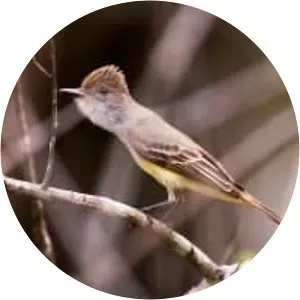 Short-crested flycatcher - Bird