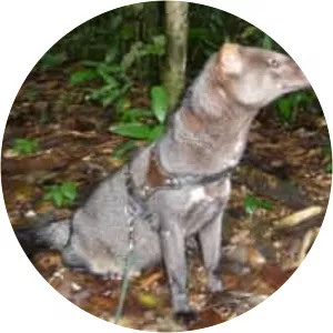 Short-eared dog - Animal