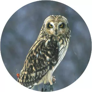 Short-eared owl