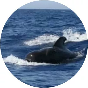 Short-finned pilot whale - Animal