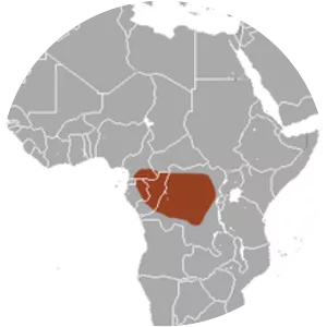 Short-palated fruit bat