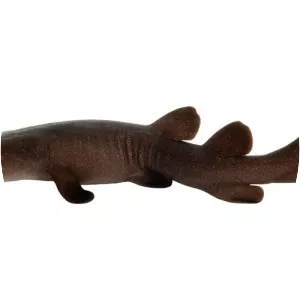 Short-tail nurse shark