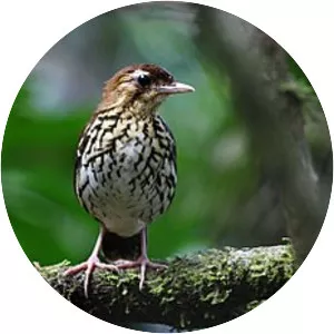 Short-tailed antthrush