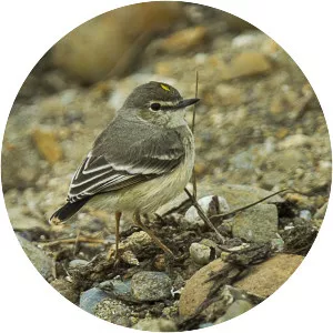 Short-tailed field tyrant