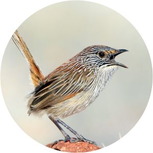 Short-tailed grasswren - Birds