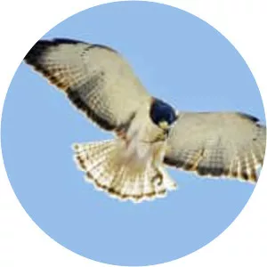 Short-tailed hawk