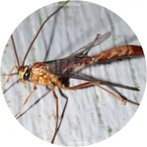Short-tailed ichneumon wasps - Insect