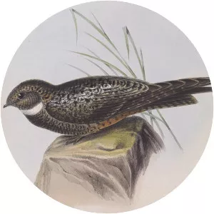 Short-tailed nighthawk - Bird